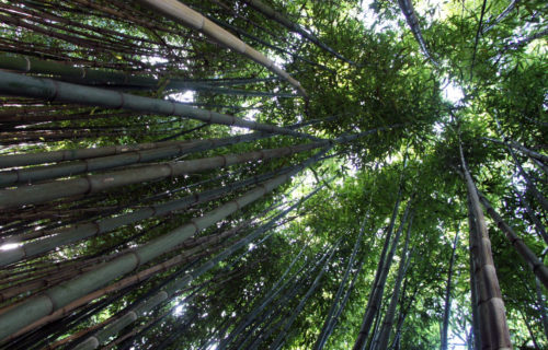 jardin bambou