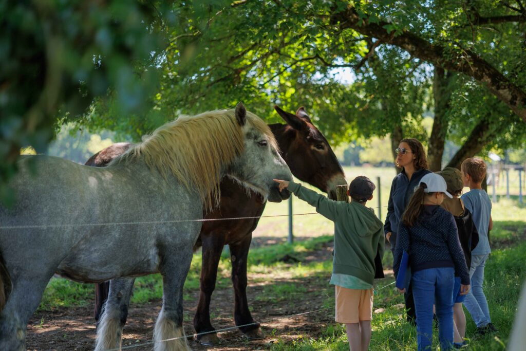 Visite de l'Asinerie du Baudet du Poitou © DEPT 17 - Jerome CHEVEREAU