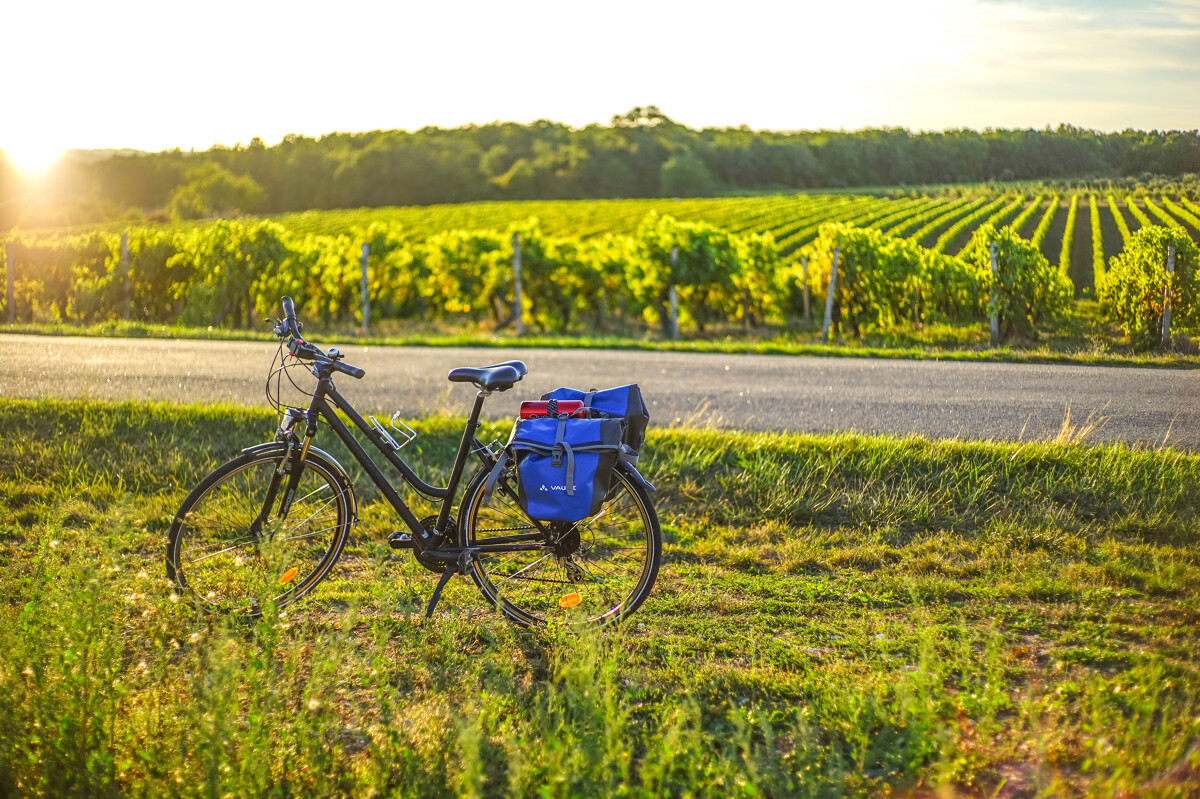 Vélo dans le vignoble du cognac